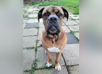 Schnitzel, Cane Corso/ Bordeauxdoggen Mix, geb. 2018, su. molossererfahrene Menschen mit Geduld