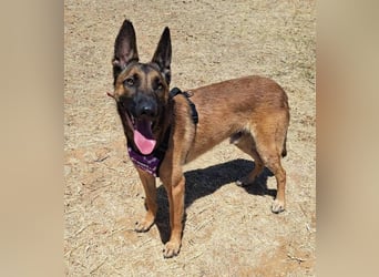 Levante (Spanien) - liebenswerter Junge sucht aktives Zuhause