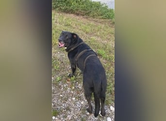 Liebenswerter Bean sucht seine Menschen