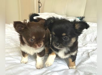 Fröhliche Chihuahua-Hùndin