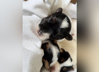 Jack Russell Terrier Welpen mit Papieren