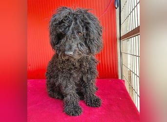 schmusige Puli-Hündin XENA - 2 Jahre, 40cm/12kg 