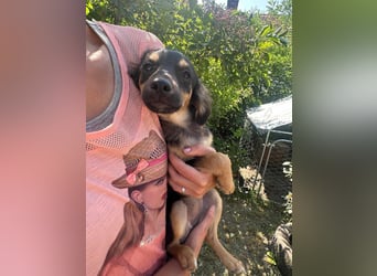 Cassie, geboren 03.2025, 31cm sucht ihre Menschen