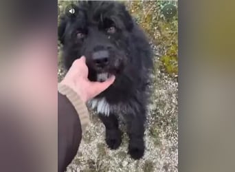 Bueno - freundlicher, verschmuster, ruhiger Schnauzer-Mix Rüde / z.Zt. noch in Rumänien