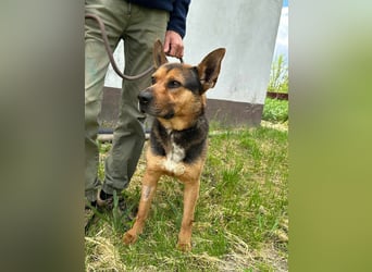 Mancs, geboren 22.04.2022, 56cm sucht seine Menschen