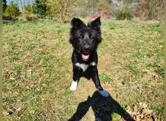 6 Monate alter Jung_ Shollie: Intelligent, Stubenrein, lernbegierig...