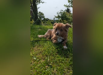 Kleine Holly sucht liebevolles Zuhause