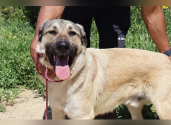 Lovis, Mix Labrador / Rafeiro Alentejano