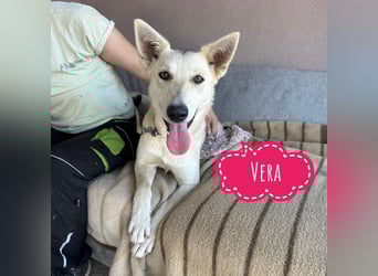 Vera ein Prachtexemplar wartet in Tierheim
