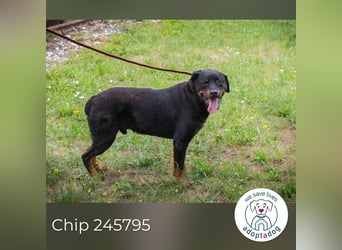 Chip 156926: Sucht ein Zuhause