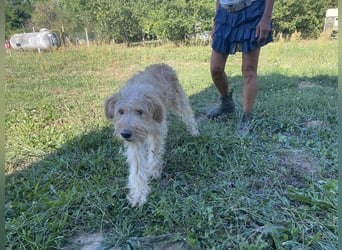 Jackline, süße Briard Hündin sucht …..