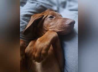 Magyar Vizsla Welpin Alva