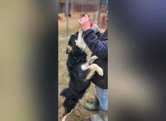 Arthur, geb. 10.03.2024, 48 cm, sucht nach seinen Menschen