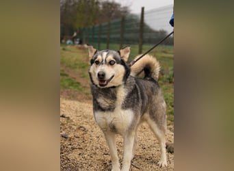 Dakota-VA – Schönheit mit Husky-Charme sucht Rasseliebhaber
