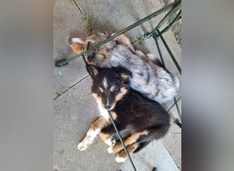 2 bunte Border-Mini-Shepherd Mischlinge an Hundeerfahrene Menschen abzugeben