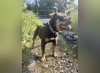 OEB mix Bulldoge old english bulldog