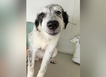 Mila: überfordert im Tierheim
