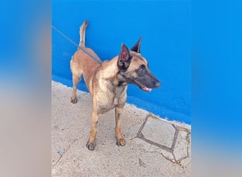 Tintin, traumhafter Malinois Rüde mit bestem Charakter, sehr sozial   Steckbrief Name: Tintin Rasse: