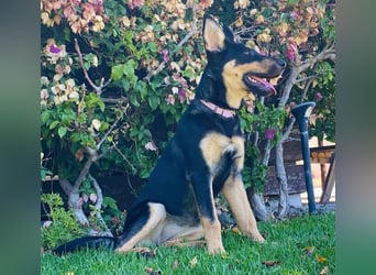 Yassi (Spanien) - wunderschöne Schäferhund-Mischlingshündin