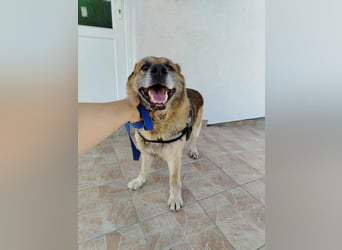 Sonnenschein Benji sucht sein Happy End, Schäferhund Mischling