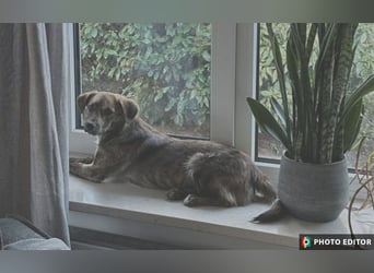 Fido, Dein neuer, treuer Begleiter, PS in 31303 Burgdorf