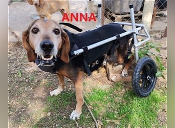 *Handicap* Anna - Schmusebacke mit Lebenswillen und Lebensfreude