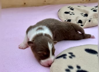 Red Tri Rüde, Australian Shepherd