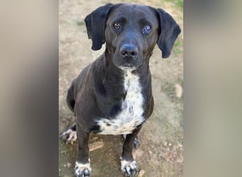Hailey, geb. ca. 06/2015, lebt in GRIECHENLAND, auf einem Gelände, Hunde werden notdürftig versorgt