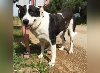 Nika sucht ein zuhause