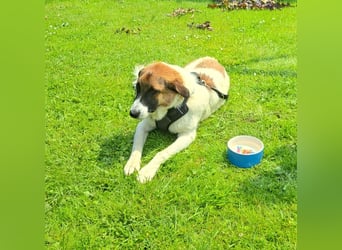 Anka - wo darf ich Zuhause sein?