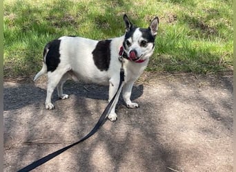 Charly, Chihuahua-Mix, geb. 2015, sucht ruhiges Zuhause