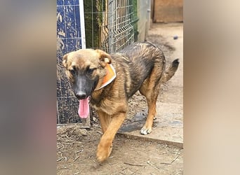 Cleo - freundliche, aktive, anhängliche Schäferhund Mix Hündin / z.Zt. noch in Rumänien