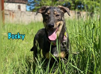 Bucky geb. 12/2021 - lustiger, aktiver und verspielter Outdoor-Begleiter!