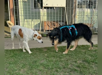 ♥PENNY♥ neu auf Pflegestelle in Köln - süße, anfangs noch vorsichtige Hündin 53 cm