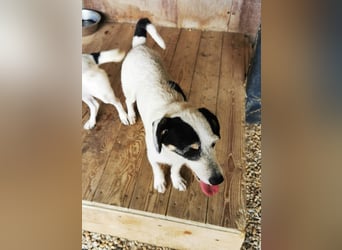 Marvin, Mischling, geb. 2017, freundlicher Rüde sucht Familie