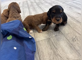 2 Zauberhafte Cockapoo Welpen Rüden  mit Ahnentafel