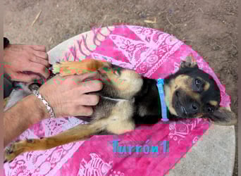 Turrón1 11/2023 (ESP) - sympathischer und aufgeschlossener, kleiner Pinscher-Mix!