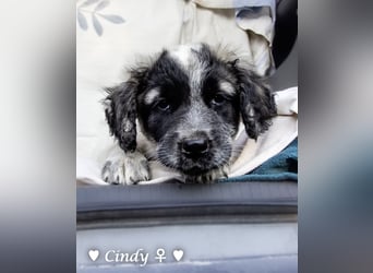 , Cindy und Carla suchen ab Mitte Juli ein Zuhause