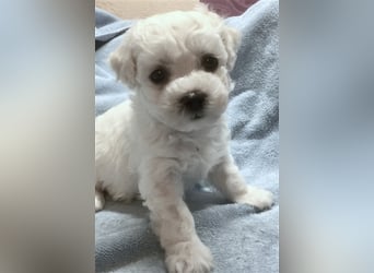 Bichon frise Welpen bildschön - suchen im Juli ein liebes Zuhause