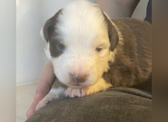 Mini American Shepherd / Mini Aussie