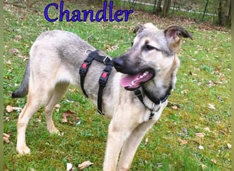 Chandler 10/21 (in Deutschland) - sportlicher, verspielter & gelehriger Rüde, ein toller Begleiter!