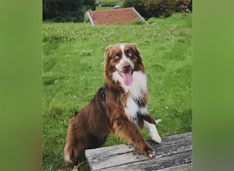 Australian Shepherd Red Bi Deckrüde