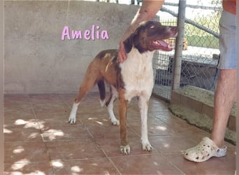 Amelia 08/2018 (ESP) - bezaubernde, ausgeglichene und soziale Hütehund-Mix Hündin!