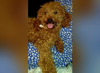 Zwergpudel Toypudel vererbt dunkelrot mit Papieren