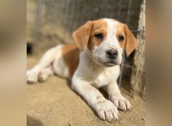 Tucker, geb. ca. 12/2024, lebt in GRIECHENLAND, auf einer privaten Pflegestelle