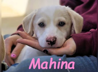 Mahina 01/2025 (ESP) - anhängliches und freundliches, süßes kleines Mädchen!