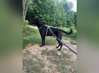 MOGLI ❤️ liebevoller Riese, Pflegefamilie Oberursel