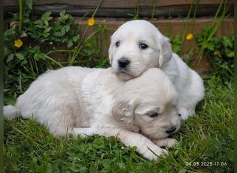 Golden Retriever Welpen 