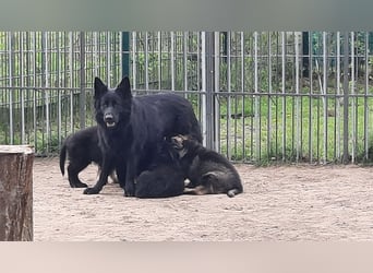 Altdeutsche Schäferhund Welpen