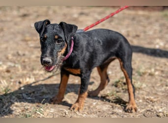 Junghündin, Welpe, Deutscher Jagdterrier Hündin Penny Lane sucht....